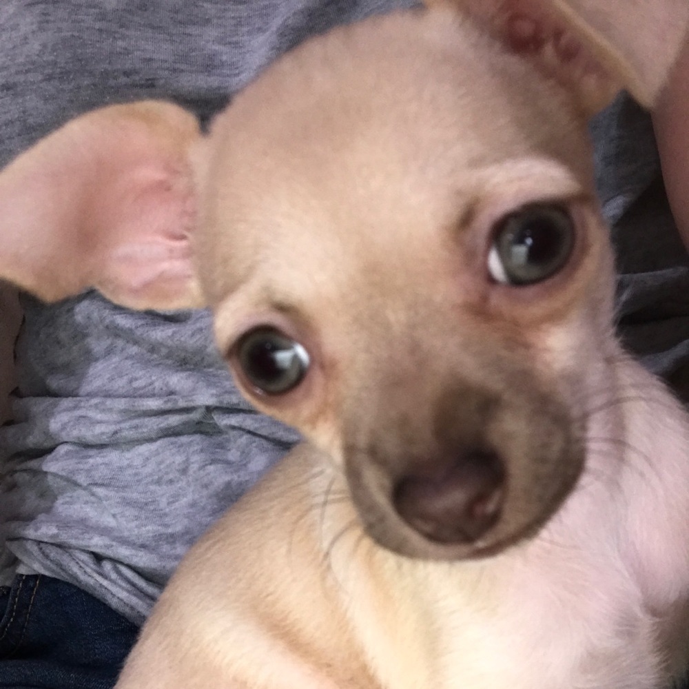 Meet your Posher, Anabel